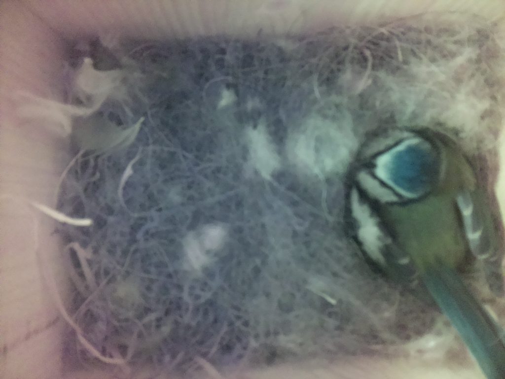 Blue tit on nest