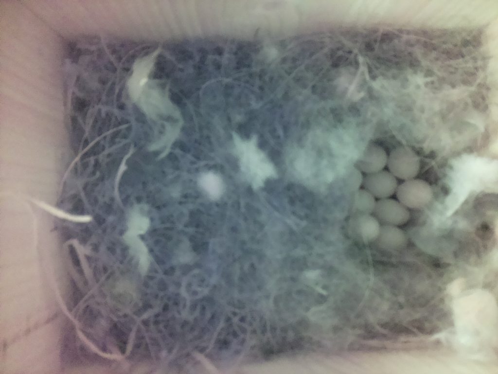 nest with eggs